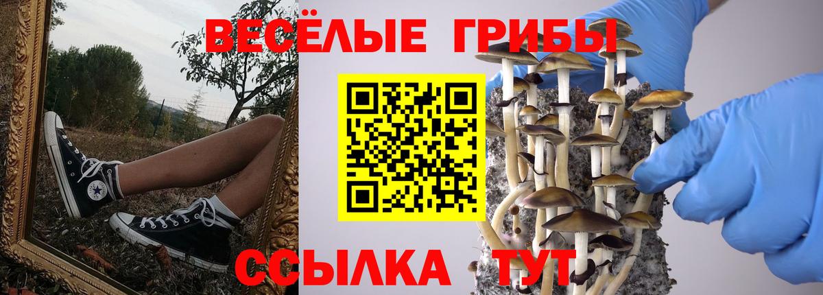 Псилоцибиновые грибы Psilocybine cubensis Дмитров